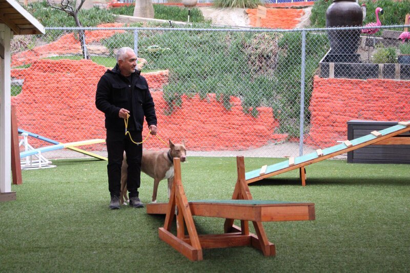 Cesar Millan – Bild: NGC Network US, LLC