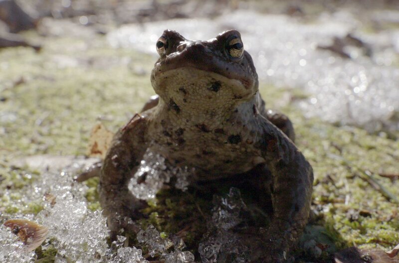 Im Frühjahr verlassen die ersten Amphibien in Estland ihren Winterunterschlupf. – Bild: Medienkontor/​Yuri Burak