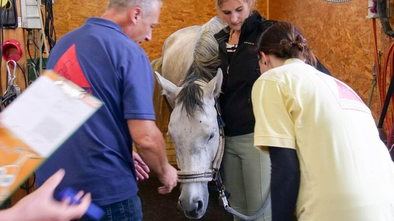 Hartmut Schmidt (Pferdedentalpraktiker), Calimero und Besitzerin Katharina Hibben in der Pferdezahnstation. – Bild: TVNOW /​ Mina TV