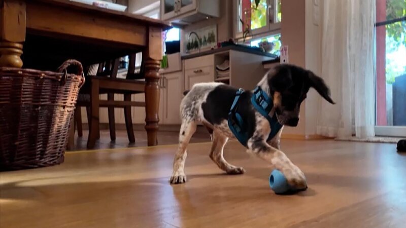 Pointer-Mix „Balou“. – Bild: RTL /​ Mina TV /​ Folge 06_002