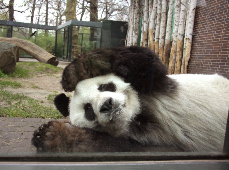 Pandabär BaoBao – Bild: rbb/​Christina Herbst