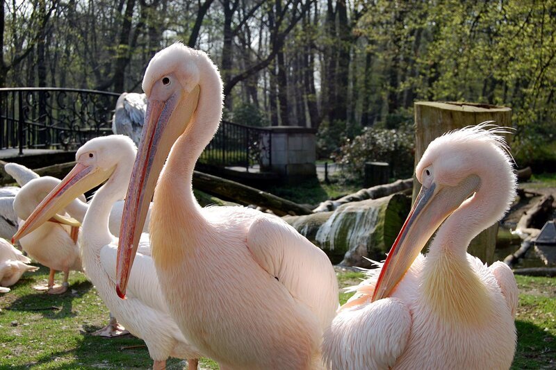 Was dem einen seine Stulle, das ist dem anderen sein Fisch. Bei den Rosapelikanen nicht weiter verwunderlich. Dank dem guten Futter wachsen die jungen Pelikane recht schnell, „wie Hefeteig“ meint der Pfleger. Die rosa Gefiederfärbung kommt durch das richtige Futter, denn bei der Geburt sind die Pelikane dunkel. – Bild: rbb/​Matthias Gabriel
