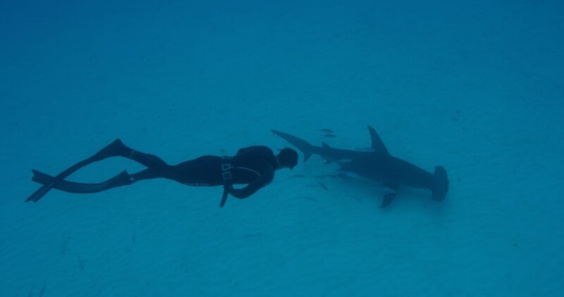 Michael Phelps swims towards a Hammerhead shark. – Bild: DCI