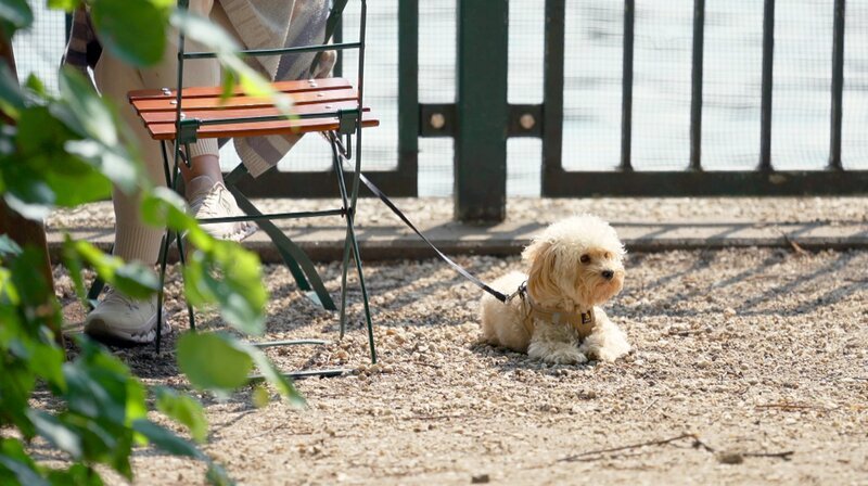 Genießen und Verweilen unter schattigen Bäumen. Ein Besuch in Berlins Gartenlokalen. Was macht sie so beliebt? 30 gute Tipps für einen schönen Sommerabend. – Gartenlokale sind auch für Hündchen beliebte Ausflugsziele. – Bild: rbb/​Arne Jannsen