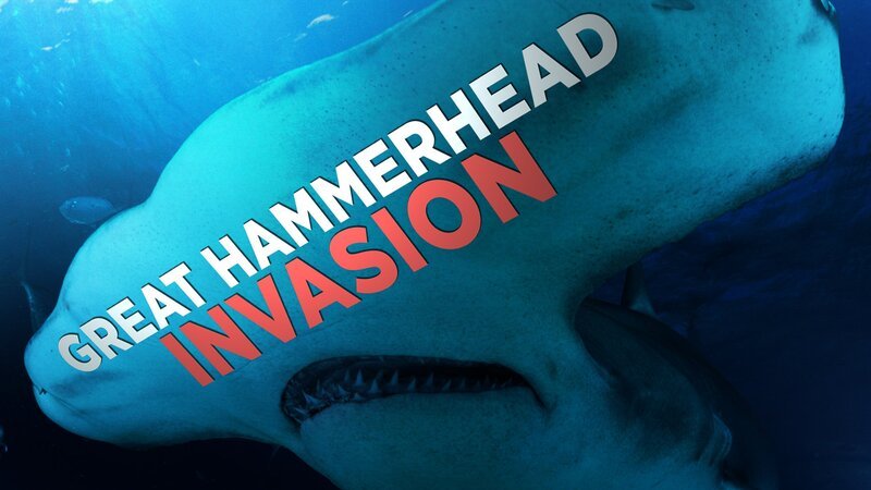Great Hammerhead Invasion – Bild: MAX Hungary