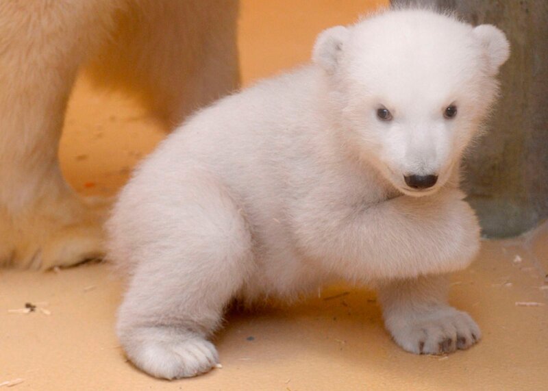 Eisbärbaby Lale. – Bild: Radio Bremen/​Volkmar Struessmann