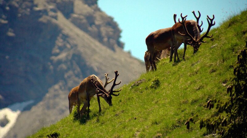 Die Lechtaler Alpen beeindrucken mit ihrer abwechslungsreichen Landschaft, ihrer vielfältigen Flora und Fauna sowie mit zahlreichen Naturjuwelen. Im Bild: Hirsche in den Lechtaler Alpen. Weiteres Bildmaterial finden Sie unter www.br-foto.de. – Bild: BR/​ORF/​Verlagshaus Hans Jöchler
