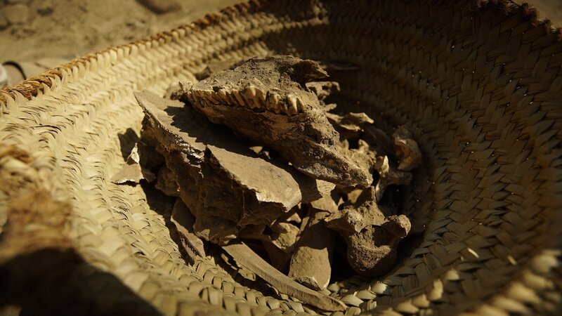 Abydos, Ägypten – Reste von Stierknochen, die in den Mauern des Ramses-Palastes in Abydos gefunden wurden. – Bild: The National Geographic Channel