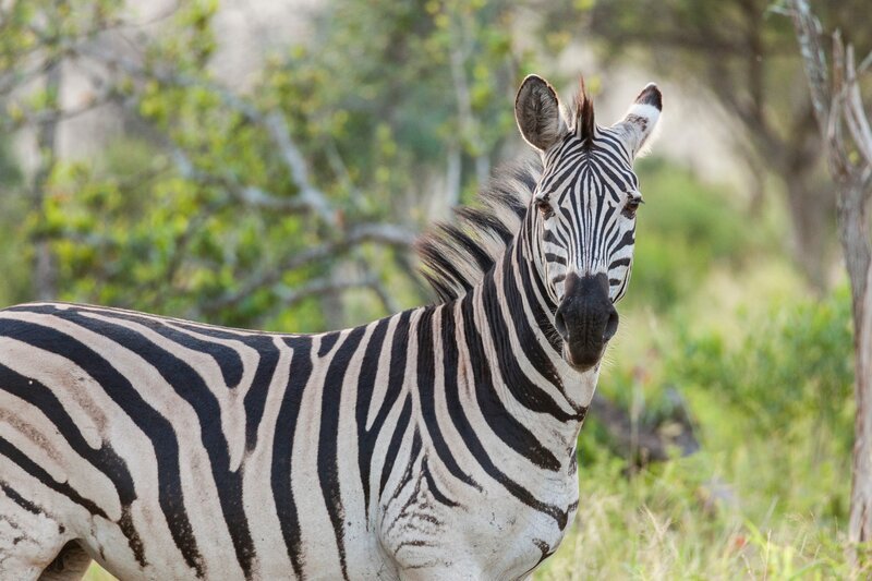 A zebra – Bild: SERVUS TV /​ Michael Riegler