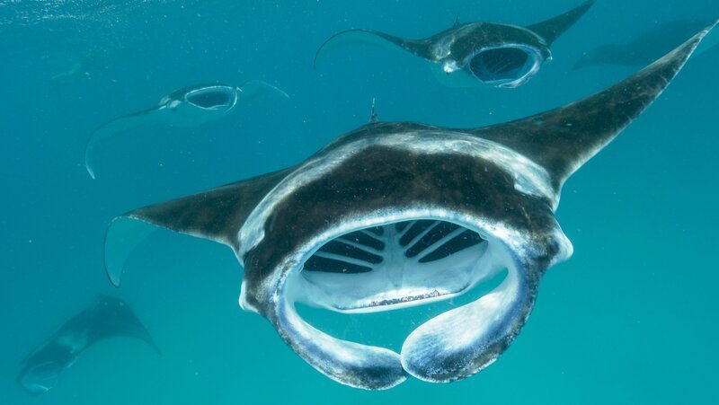 Mantarochen. – Bild: Plimsoll Productions /​ ORF /​ WDR