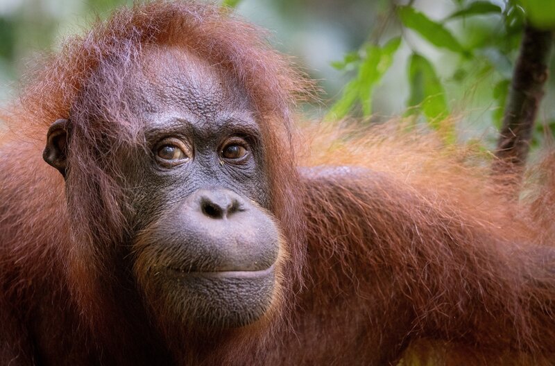 Die Orang-Utans leben hauptsächlich auf Borneo. Ihre Gene stimmen bis zu 98 Prozent mit denen des Menschen überein, und sie nutzen sogar Werkzeuge. – Bild: NDR /​ NDR Naturfilm/​Zorillafilm
