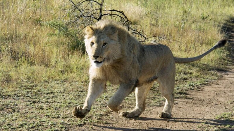Yame, 2 Jahre alt, genießt viel Auslauf und Bewegung in den großen Gehegen des Kevin Richardson Wildlife Sanctuary. Die Verwendung des sendungsbezogenen Materials ist nur mit dem Hinweis und Verlinkung auf TVNOW gestattet. – Bild: TVNOW / Terra Mater / Kingdom Films / Virginia Quinn Yame, 2 Jahre alt, genießt viel Auslauf und Bewegung in den großen Gehegen des Kevin Richardson Wildlife Sanctuary. Die Verwendung des sendungsbezogenen Materials ist nur mit dem Hinweis und Verlinkung auf TVNOW gestattet. – Bild: TVNOW / Terra Mater / Kingdom Films / Virginia Quinn
