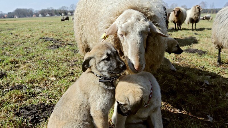 Noch sind die kleinen Kangals eingeschüchtert von den großen Schafen. Die Schulungsherde besteht aus besonders neugierigen Schafböcken. Sie erziehen die Welpen auf dem Weg zum Herdenschutzhund. – Bild: NDR/​Docma TV/​Christian Neumann