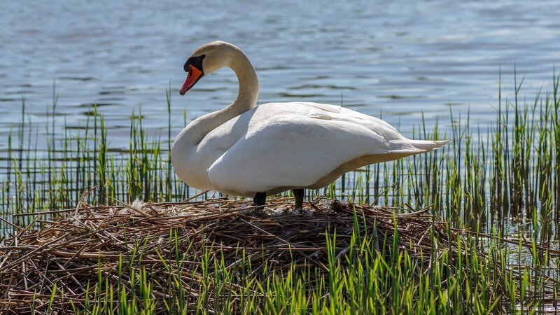 Swan, nest – Bild: Pixabay License