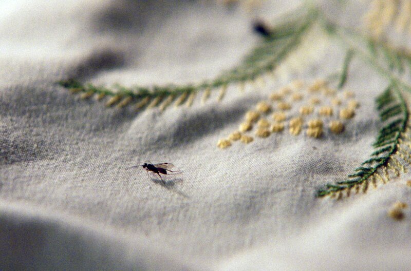Während Paulas ökologischem Experiment landen Insekten auf der bestickten Tischdecke ihrer Großmutter. – Bild: SWR/​Filmakademie Baden-Württemberg