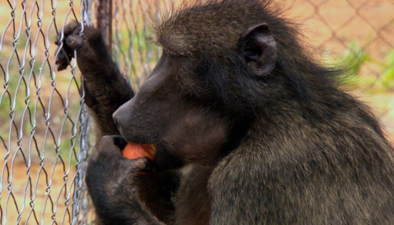 ARD/​SWR DAS WAISENHAUS FÜR WILDE TIERE FOLGE 93, „Abenteuer Afrika“, am Freitag um 16:10 Uhr im ERSTEN. Ausbrecherkönig Jacobi bekommt heute ein neues Gehege. – Bild: SWR/​Harald Mittermüller