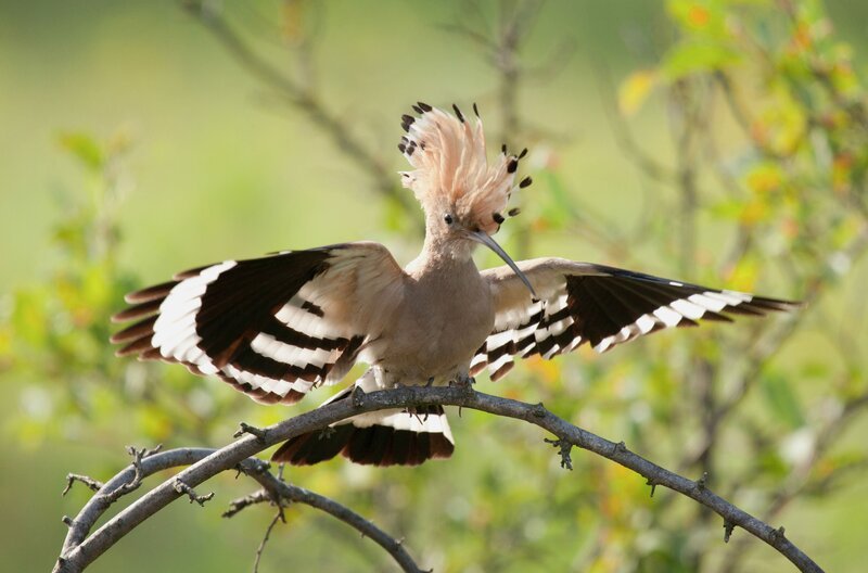 Mit dem prächtigen Kopfschmuck, dem orangebräunlichen Gefieder wirkt der Wiedehopf wie ein exotischer Vogel. Er stellt hohe Ansprüche an seinen Lebensraum. – Bild: SRF 1