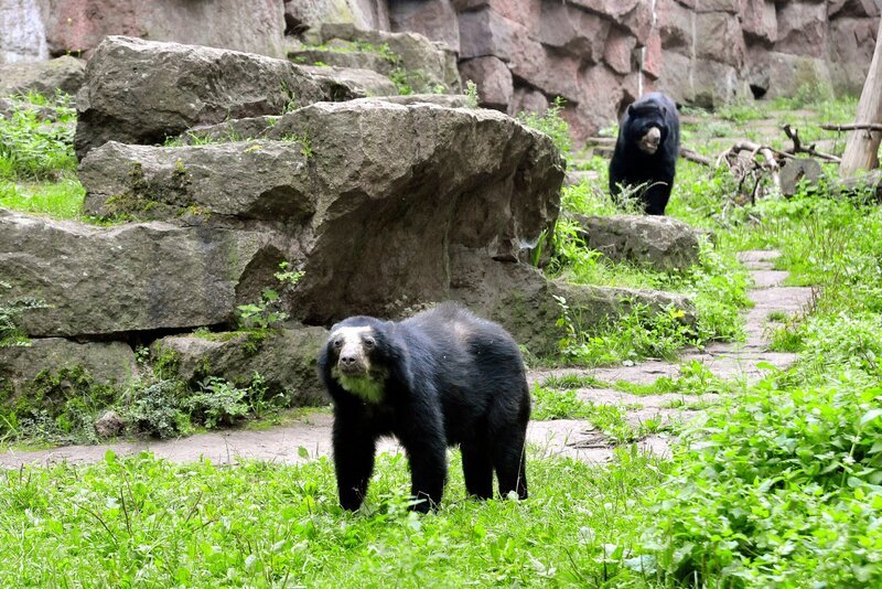 ARD/​rbb PANDA, GORILLA & CO. (14), „Sauber machen“, am Donnerstag (24.04.14) um 11:30 Uhr im ERSTEN. Bei den Brillenbären im Tierpark hat die wunderbare Nähe zu den Tieren so ihren Preis: Dreimal am Tag müssen die riesigen Glasscheiben von außen und innen geputzt werden! Das bedeutet für die Pfleger besonders nach besucherstarken Wochenenden mindestens eine Stunde Fensterputzen am Tag. – Bild: rbb/​Thomas Ernst
