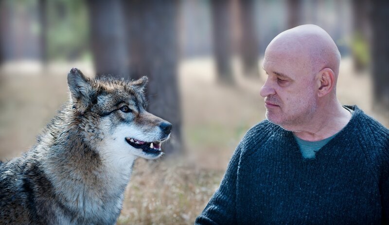 Zwei einsame Wölfe im Spreewald: Thorsten Krüger (Christian Redl) und der Wolf. – Bild: Arnim Thomaß /​ ZDF