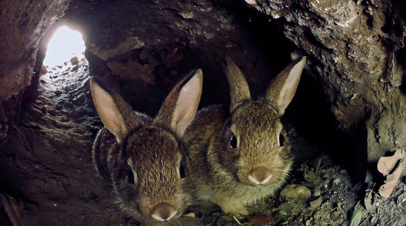 Berlin ist voller Naturspektakel und wilder Nachbarn. Über 200 Wildtierarten gibt es in der Stadt. Tendenz steigend. Ob Hornisse, Amerikanischer Sumpfkrebs oder Wildkaninchen: Die wilden Berliner haben sich längst in den vielfältigen ökologischen Nischen der Stadt eingerichtet. – Kaninchen in der Stadt. – Bild: rbb/​Roland Gockel