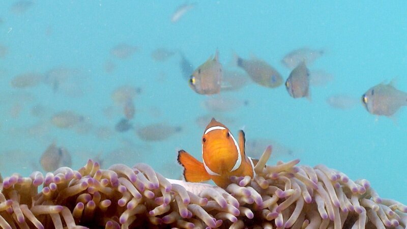 Clownfisch. – Bild: ORF/​ZDF