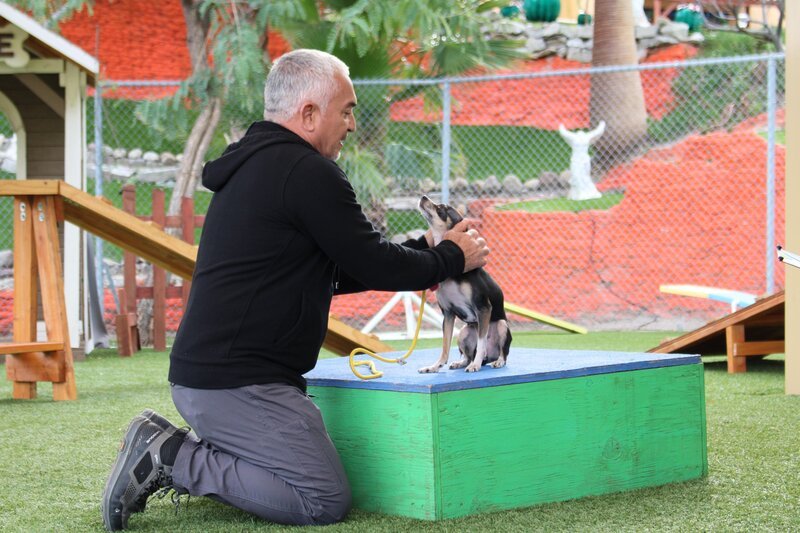 Cesar Millan – Bild: NGC Network US, LLC