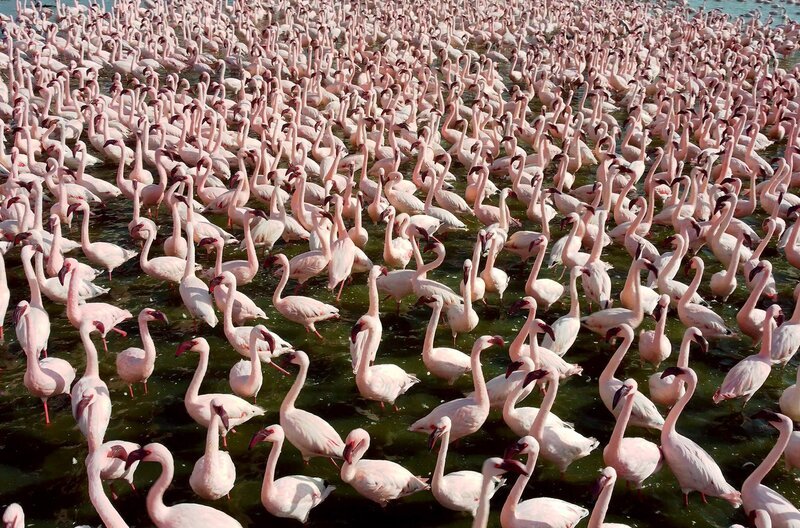 Eine Schar von Flamingos im See – Bild: John Downer Productions Ltd.