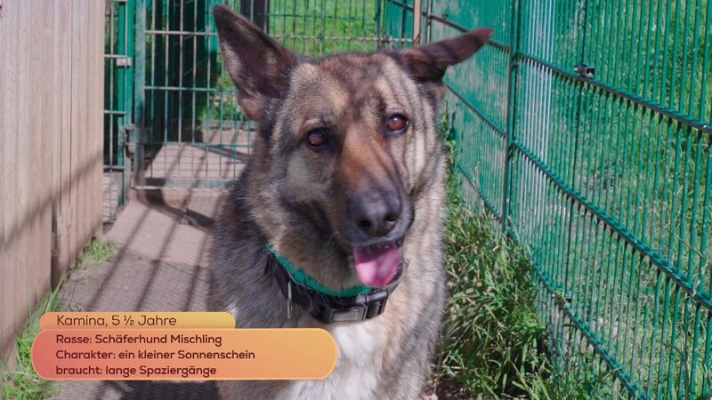 Maggie Entenfellner stellt im Tierparadies Schabenreith folgende Tiere vor, die ein neues Zuhause suchen: Kamina, 5 1/2 Jahre. – Bild: ORF/On-Media Maggie Entenfellner stellt im Tierparadies Schabenreith folgende Tiere vor, die ein neues Zuhause suchen: Kamina, 5 1/2 Jahre. – Bild: ORF/On-Media