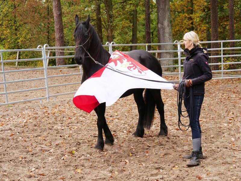 Friesenstute Merle und Katja Schnabel im Anti-Schreck-Training – Bild: TVNOW /​ Mina TV