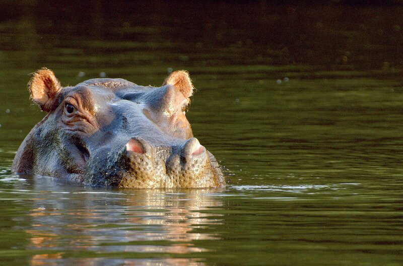 Ein Nilpferd auf der Pirsch – Bild: John Downer Productions Ltd.