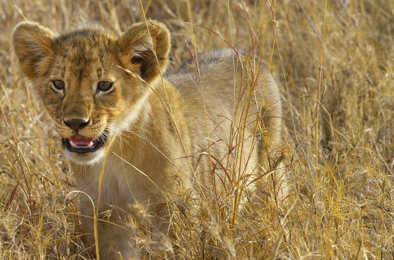 Ein Löwenjunges im trockenen Gras: In extremen Umweltbedingungen müssen die Tiere Wege finden, sich mit genügend Wasser und Nahrung zu versorgen. – Bild: ZDF /​ John Downer Productions Ltd.