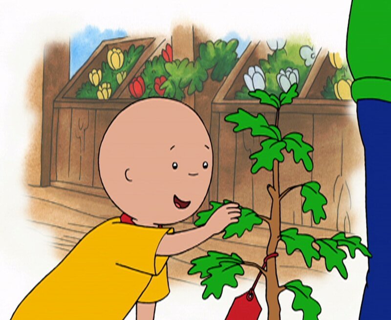 Caillou ist ganz begeistert von den schönen Baby-Bäumen in der Gärtnerei. – Bild: Super RTL