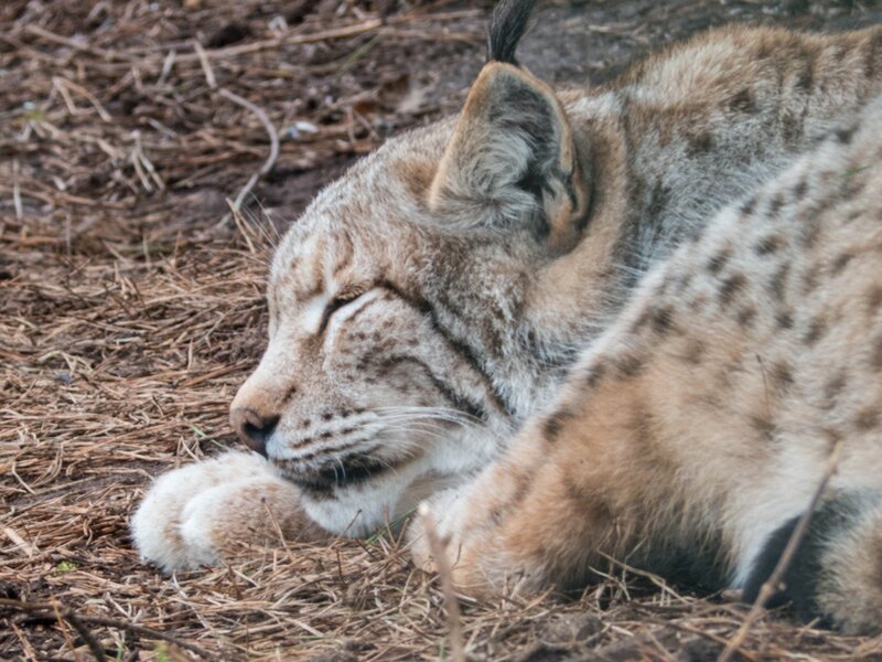 Luchs – Bild: CC0 Public Domain