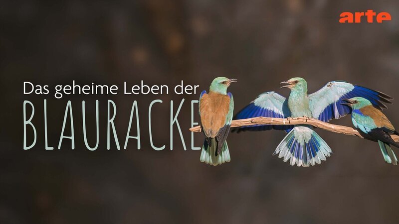  – Bild: Arte