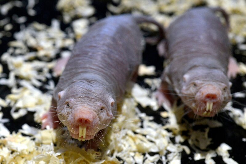Nacktmulle im Tierpark Berlin – Bild: rbb/​Thomas Ernst