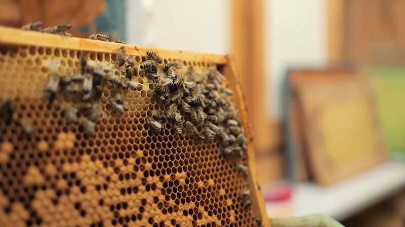 Warum Bienen so wichtig für die Natur sind, erfährt Margarete in ihrer Bienen-AG. – Bild: rbb