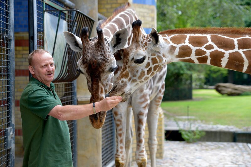 Tierpfleger Steffen Minge mit Giraffen Kibaya und Mugambi im Zoo Berlin. – Bild: rbb/​Thomas Ernst