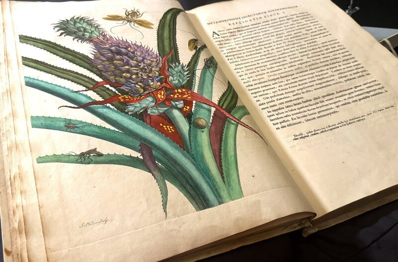Die „Metamorphosis insectorum surinamensium“ von Maria Sibylla Merian hat die botanische Wissenschaft revolutioniert. – Bild: SWR/​Brandmediafilm/​Susanne Brand