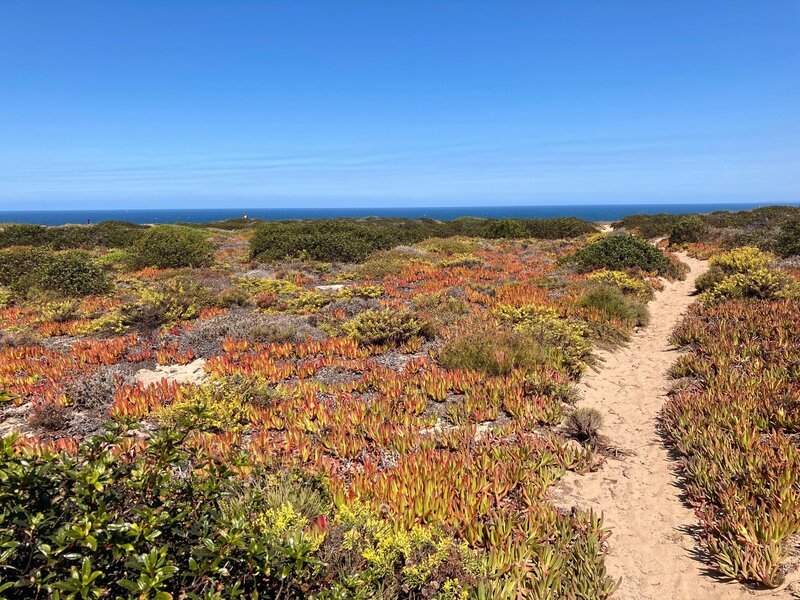 Mittags Blumen, eine invasive Art aus Südafrika. Die befestigt den Sand und ist an der gesamten Süd West Küste Portugals zu finden. – Bild: RB, Kinescope /​ ZDF