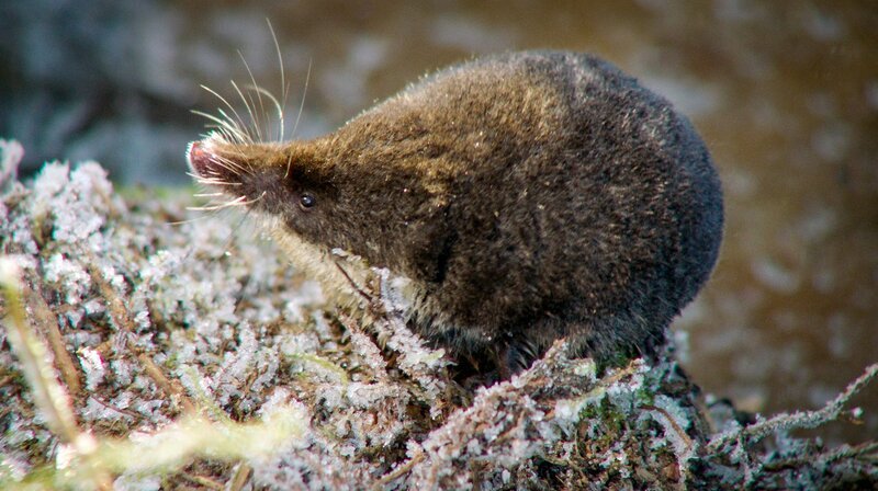 Wasserspitzmaus. – Bild: ZDF und MDR/​Capricornum Film/​Uwe Müller.