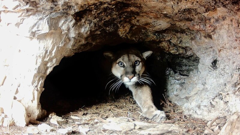 Sehr selten zu sehen: Puma in den Rocky Mountains – Bild: SRF/​Laxar Gang
