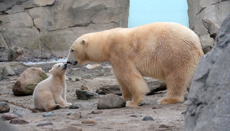 Eisbärbaby mit Mutter Valeska auf der Freianlage im Zoo am Meer Bremerhaven. – Bild: Radio Bremen/​Volkmar Struessmann
