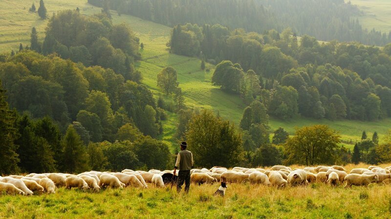 Shepherd, sheeps – Bild: CC0 Creative Commons