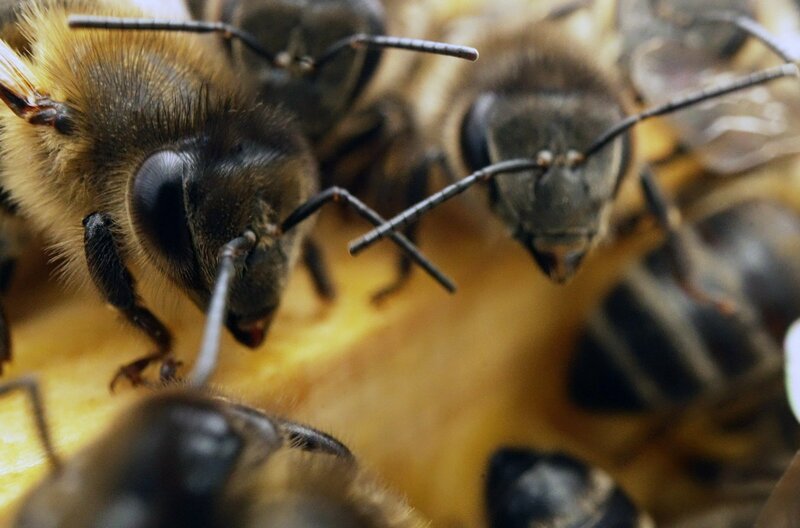Die Kanarische Schwarzbiene auf Teneriffa leidet unter dem Klimawandel. – Bild: Philip Flaemig