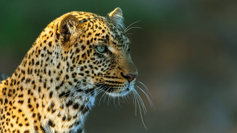 Im Laufe von 2,5 Jahren gelangen wunderschöne Aufnahmen von den Leoparden und ihrem Sozialleben. – Bild: Terra Mater Factual Studios /​ Reinhard Radke Nature Photography /​ Doclights GmbH