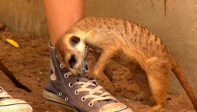 Das Gehege der Erdmännchen Hänsel und Gretel muss sauber gemacht werden. Die possierlichen Tiere haben jedoch ganz anderes im Sinn: Sie gehen zur Spielattacke auf Volontärin Johanna. – Bild: SWR/​Harald Mittermüller