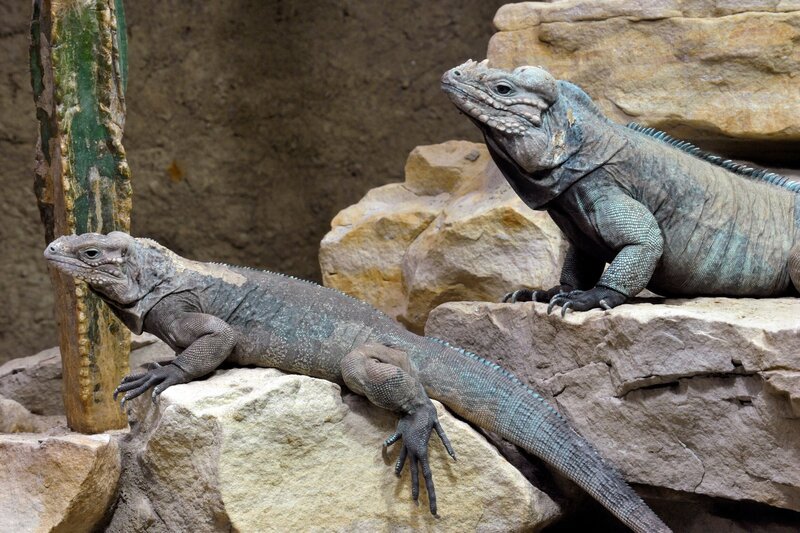 Ganz friedlich zeigen sich die Nashornleguane im Aquarium, die ihren Namen den Höckern auf der Nase verdanken. Über die Jahre sind sie in den Händen ihrer Pfleger ganz zutraulich geworden. Kuscheln und Streicheln. Das hätte man nicht bei diesen Echsen erwartet. – Bild: rbb/​Thomas Ernst