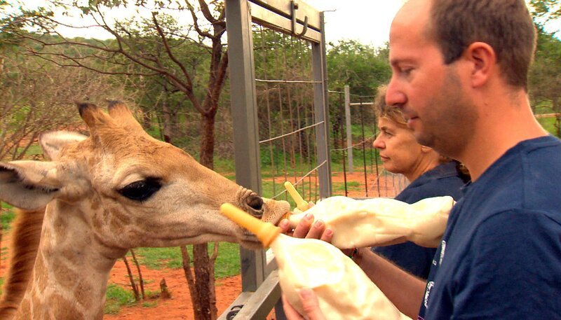 Auf Okutala Etosha geht es für die Babygiraffen Namib, Oba und JJ raus in die Freiheit. Ihr neues Zuhause ist ein 240 Quadratkilometer großes Schutzgebiet. Vor dem Aufbruch gibt es zur Stärkung ein paar Flaschen Milch. – Bild: SWR/​Harald Mittermüller