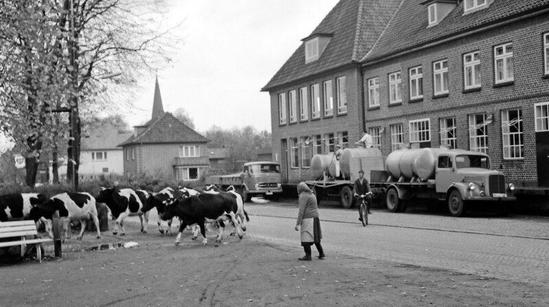 Meiereigenossenschaft Trittau eG in der Kirchenstraße. Davor Anhänger mit Milchfässern an Laderampe mit zwei Mitarbeitern. Eine Frau und ein Mann mit Fahrrad beim Viehtrieb einer Herde schwarzbunter Kühe. (1961) – Bild: NDR/​Kreisarchiv Stormarn/​Raimund Marfels