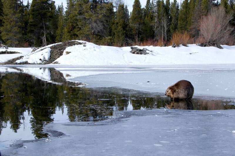 Biber im Winter, im Hintergrund die Biberburg, Wyoming, USA – Bild: Jeff Hogan